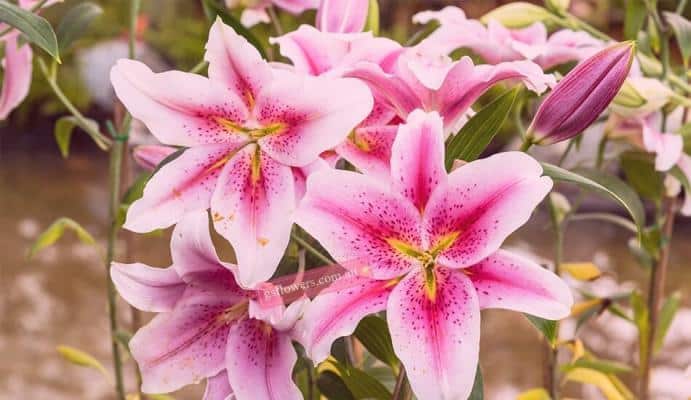 How to keep Lily flower last longer? - Lily