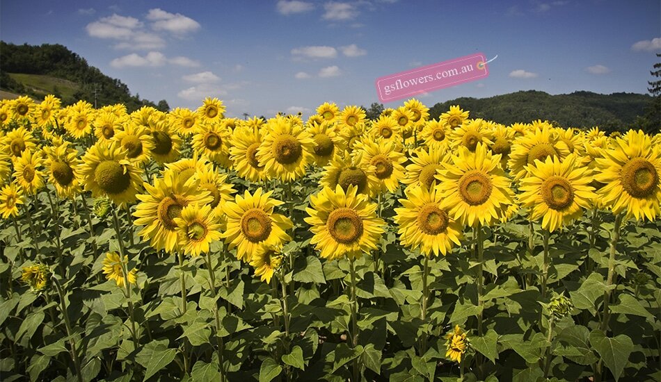 What is the meaning of a Sunflower? - Sky