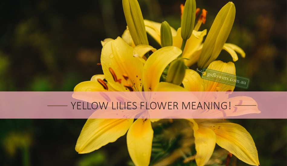 Yellow Lilies Flower Meaning - Lily