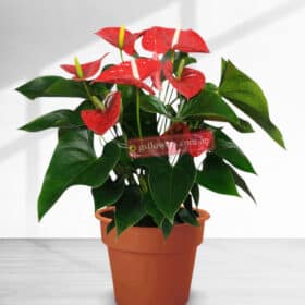 Anthurium indoor plant in a pot