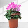 Indoor Hot Pink Cyclamen plant in a pot - Flowerpot