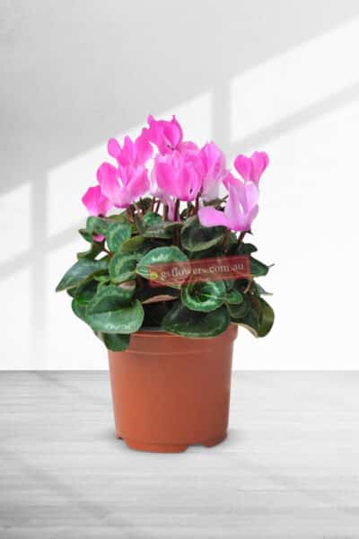 Indoor Hot Pink Cyclamen plant in a pot - Flowerpot