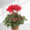 Indoor Red Cyclamen plant in a pot - Flowering plant