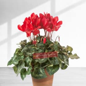 Indoor Red Cyclamen plant in a pot