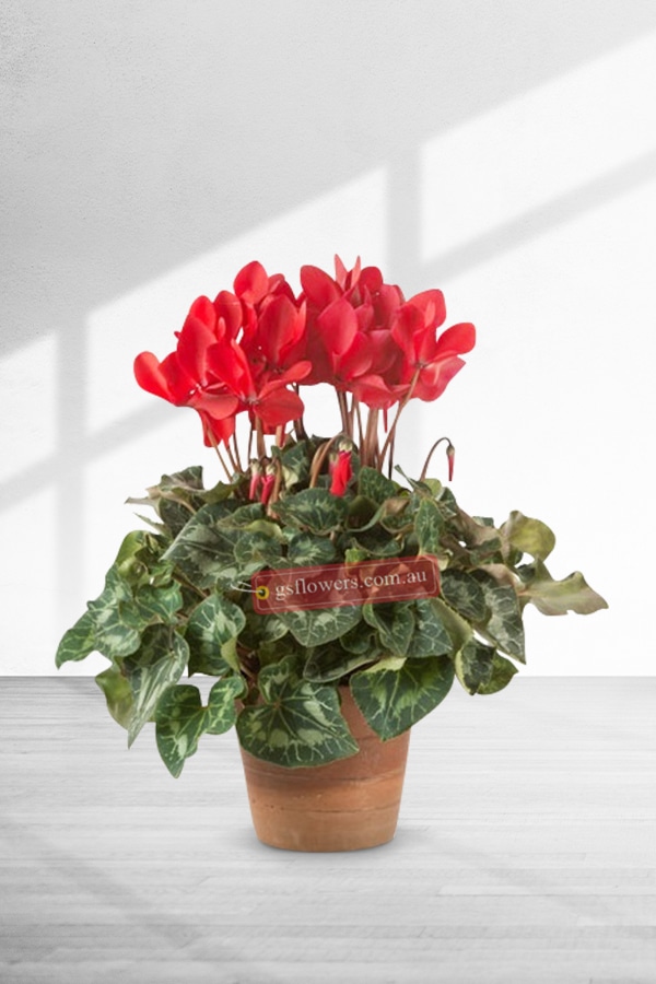 Indoor Red Cyclamen plant in a pot - Flowering plant