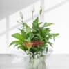 Indoor Peace Lily plant in a pot height 75cm - Peace lily