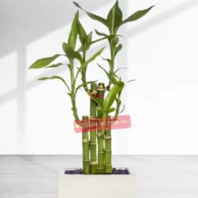 35cm Height Lucky Bamboo Plant in a pot