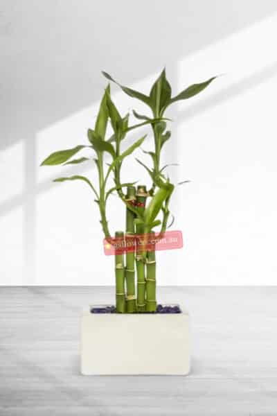 35cm Height Lucky Bamboo Plant in a pot - Houseplant