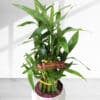40cm Lucky Bamboo Plant Ceramic Pot - Houseplant