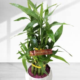 40cm Lucky Bamboo Plant Ceramic Pot