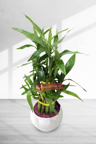 40cm Lucky Bamboo Plant Ceramic Pot - Houseplant