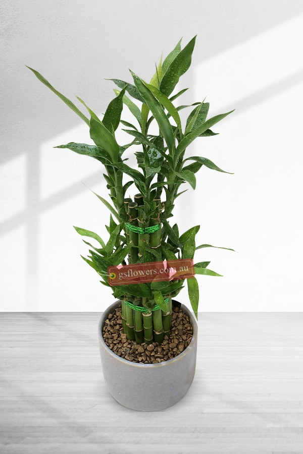 40cm Lucky Bamboo Plant Ceramic Pot - 50cm Height Lucky Bamboo - Leaf