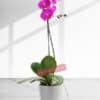 25cm Height 1 Stem Phalaenopsis Orchid Plant - Orchids