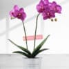 35cm Height 2 Stems Pink Phalaenopsis Orchid Plant - Moth orchids