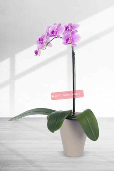 65cm Height 1 Stem Pink Phalaenopsis Orchid Plant - Flower