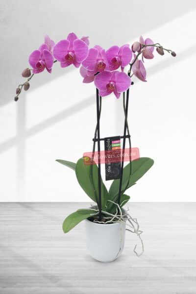 65cm Height 2 Stems Pink Phalaenopsis Orchid Plant - Floral design