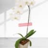 25cm Height 1 Stem White Phalaenopsis Orchid Plant - Orchids