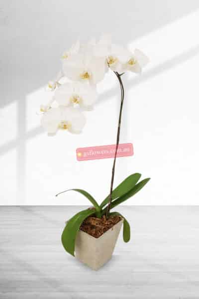 25cm Height 1 Stem White Phalaenopsis Orchid Plant - Orchids