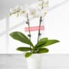 35cm Height 2 Stems White Phalaenopsis Orchid Plant - Flowering plant