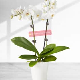 35cm Height 2 Stems White Phalaenopsis Orchid Plant