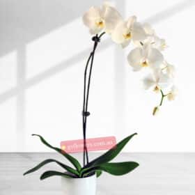 65cm Height 1 Stem White Phalaenopsis Orchid Plant