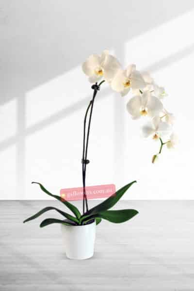 65cm Height 1 Stem White Phalaenopsis Orchid Plant - Moth orchids