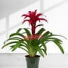 35cm Potted Indoor Tropical Bromeliad Plant - American Plant Exchange
