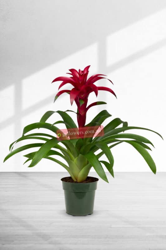 35cm Potted Tropical Bromeliad 30 Indoor Plant Delivery Melbourne