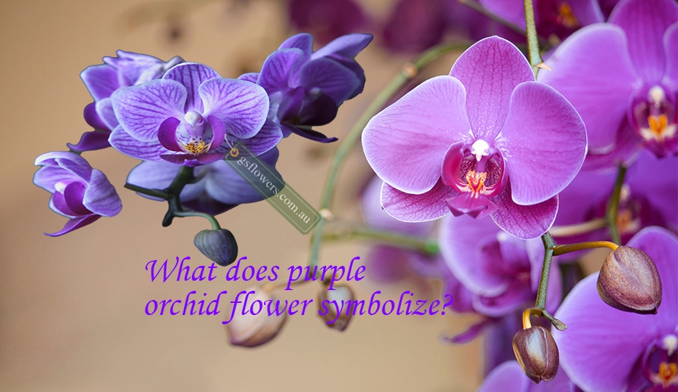 What does purple orchid flower symbolize? - Orchids