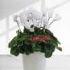 Indoor White Cyclamen plant in a pot - Houseplant