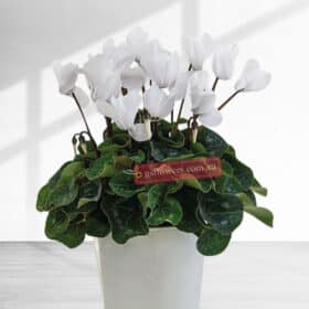 Indoor White Cyclamen plant in a pot