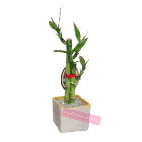 25cm Height Lucky Bamboo Plant in ceramic pot