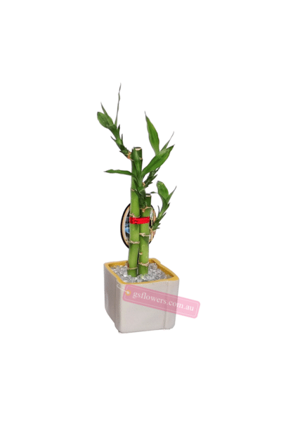 25cm Height Lucky Bamboo Plant in ceramic pot - Houseplant