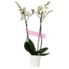 65cm White Phalaenopsis Orchid  2 Stems Plant - Flowering plant