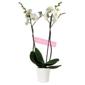65cm White Phalaenopsis Orchid  2 Stems Plant