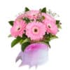 Sweet Pink Gerberas - Flower