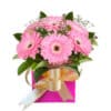 Sweet Pink Gerberas - Pink Box Gold Ribbon - Transvaal daisy