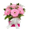 Sweet Pink Gerberas - Pink Box White Ribbon - Transvaal daisy