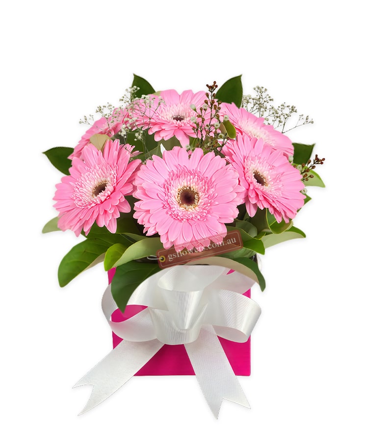 Sweet Pink Gerberas - Pink Box White Ribbon - Transvaal daisy