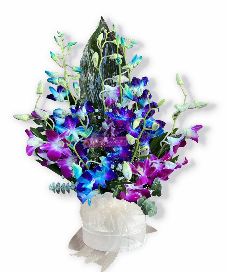 Loving Light Sympathy Orchids - Floral design