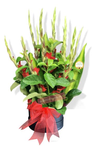 The Secret of Gladiolus Flowers - Floral design