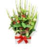 The Secret of Gladiolus Flowers - White Box Red Ribbon - Floral design