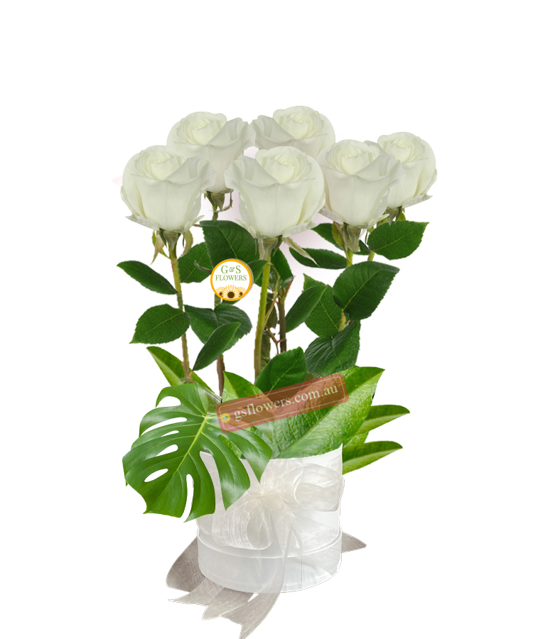Simply White Roses - White Box White Ribbon - Floral design