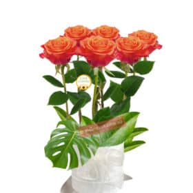 6 Beautiful Orange Roses
