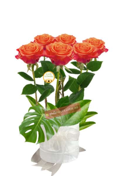 6 Beautiful Orange Roses - Floral design