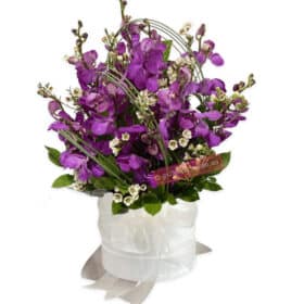 Royal Purple Orchid Fresh Flowers