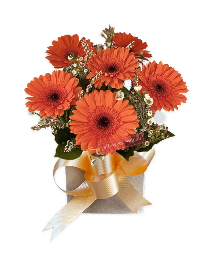 Blossom Orange Gerberas - Cream Box Gold Ribbon - Floral design