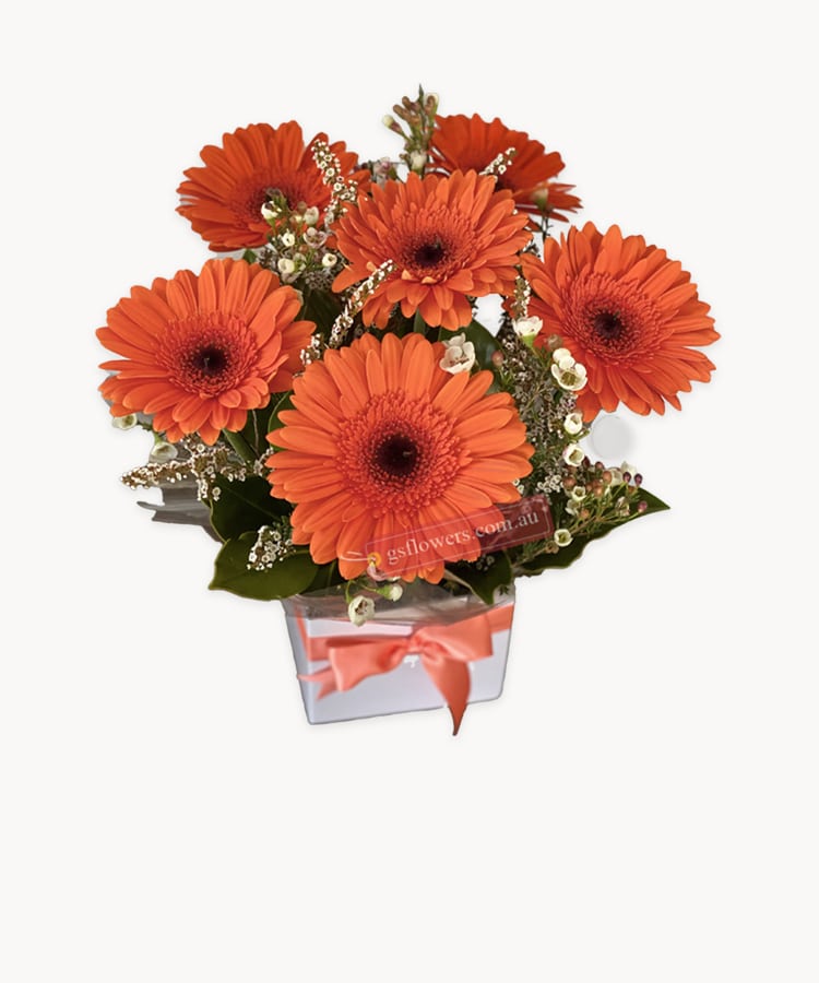 Vibrant Orange Fresh Gerbera Daisy Flowers - White Box Orange Ribbon - Floral design