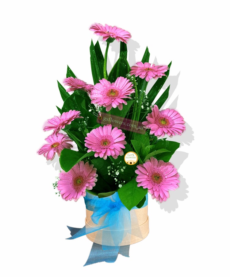 Lovely Gerbera Flowers - Cream Box Blue Ribbon - Floral design
